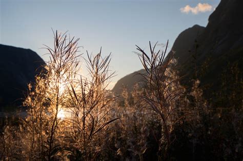 Darmowe Zdjęcia krajobraz drzewo Natura las trawa pustynia