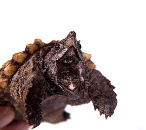 Turtle Sounds: Hissing, Grunting, Mating Noise & More