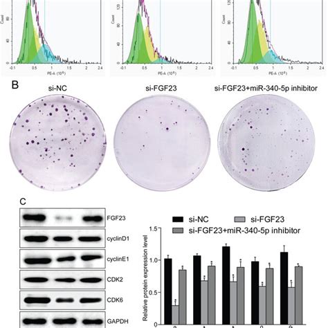 FGF23 Regulates Osteosarcoma Cell Proliferation A MTT Assay Showed