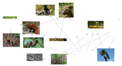 Madagascar Food Web Insight Maker