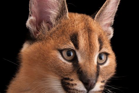 Caracal Cat Pet