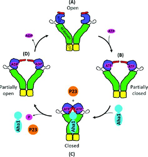 Hsp S Nucleotide Dependent Conformational Cycle A Nucleotide Free