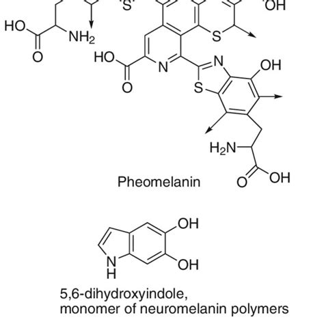 Melanin synthesis pathway | Download Scientific Diagram