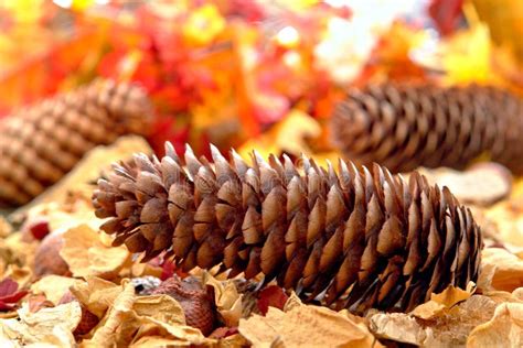 Pine Cone On Leaf Covered Fall Forest Floor Stock Image Image Of Leaf