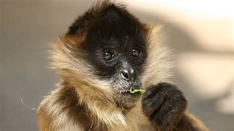 Black-Handed Spider Monkey - Honolulu Zoo Society