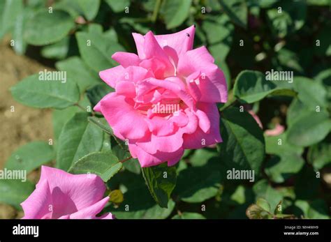 Rose Zephirine Drouhin Stock Photo - Alamy