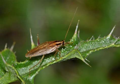 Cafards Comment se débarrasser des blattes de jardin Deco fr