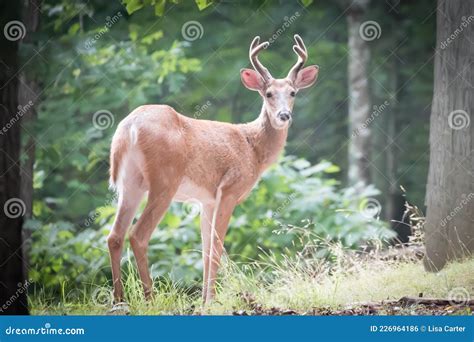 Small White Tailed Deer, Antlers in Velvet Stock Photo - Image of ...