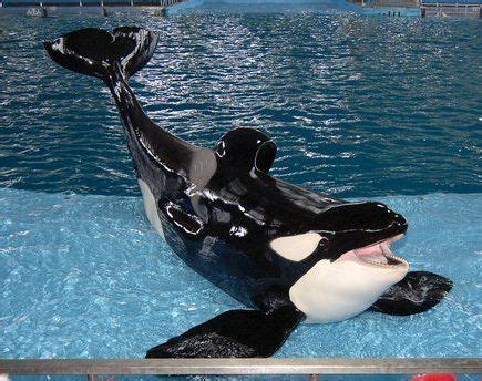 9 best Captive Orca Kyuquot images on Pinterest | Killer whales, Orcas and Wild animals