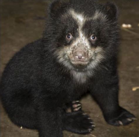 Cute Spectacled Bear Babies (15 pics) - Izismile.com