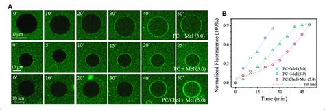 Permeabilization Of Guv Membranes By Mel A Representative Confocal