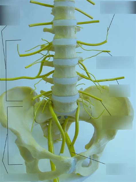 Bio Lab Inferior Spinal Column Diagram Quizlet