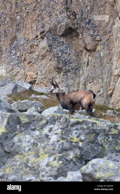 Faune Des Montagnes De Tatra Slovaquie Banque De Photographies Et D