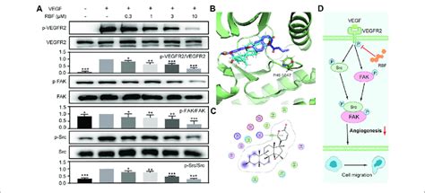 Rbf Inhibited The Phosphorylation Of Vegfr2 And Its Downstream