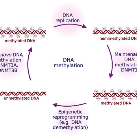 Dna Methylation Processes Unmethylated Dna Can Undergo De Novo