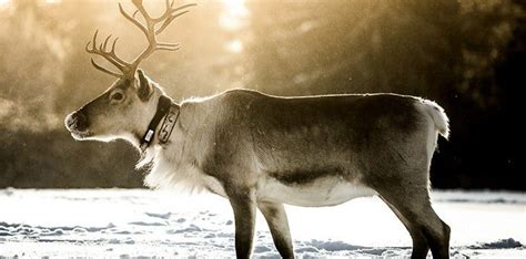 20 Interesting Facts About Reindeer | The Fact Site