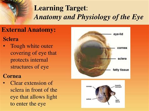 Ppt Sheeps Eye Dissection Inside And Out Powerpoint Presentation Id