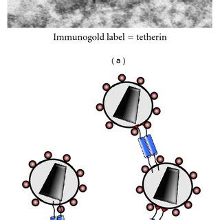 Schematic Representation Of Tetherin Domain Structure Tetherin Is