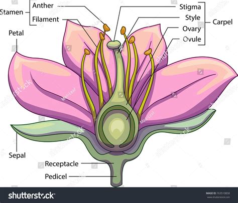 Vector Illustration Schematic Longitudinal Section Flower Stock Vector