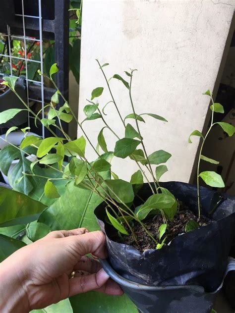 Curtain Creepers Aka Singaporean Vine Plant Pasig Furniture And Home