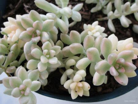 Graptopetalum Mirinae Variegatum World Of Succulents