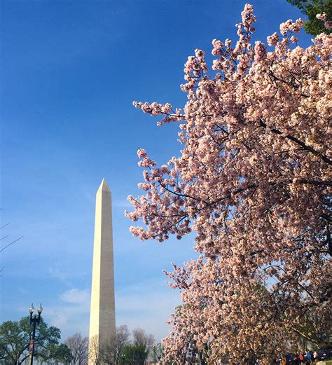 D.C. Cherry Blossom Festival 2015 - Polinger Company