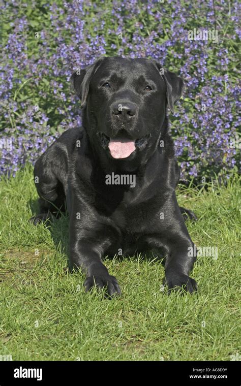 Labrador Retriever Canis Lupus F Familiaris Lying Germany Stock