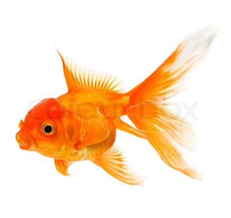 Gold fish isolated on white background | Stock image | Colourbox