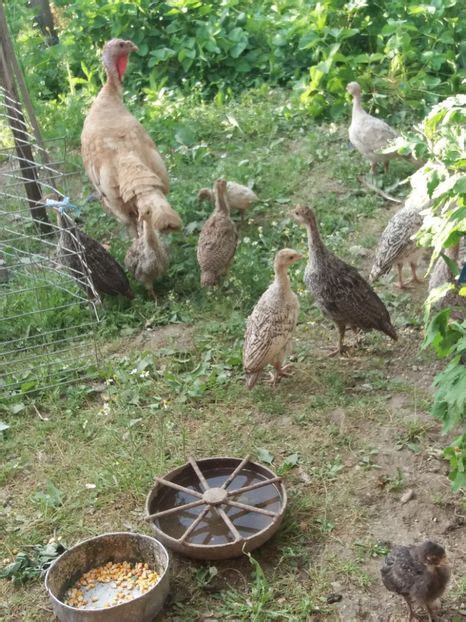 puii de curca andreea