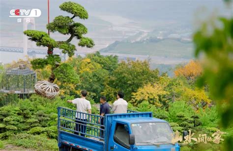 首播即获综艺冠军，鲁花·《山水间的家》第二季观众规模过亿广告频道央视网