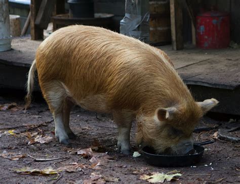 Nicolas Cage's Pig In 'Pig' Gave The Best Animal Performance In 2021