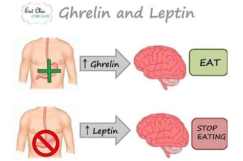 Ghrelin Your Hunger Hormone