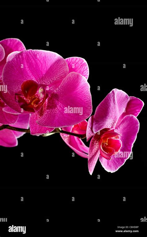 pink orchid on black background Stock Photo - Alamy