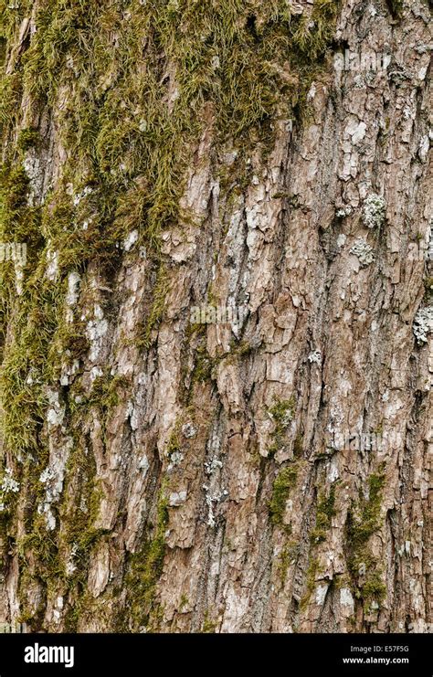 Close up - a structure of the mossy tree bark, maple Stock Photo - Alamy