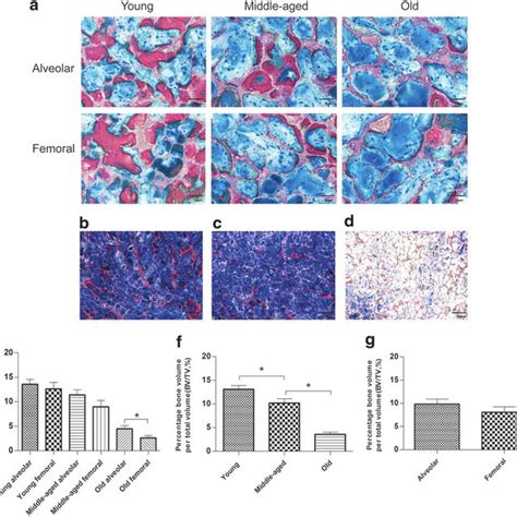 In Vivo Bone Formation Of BMSCs A At The End Of The Experiment All