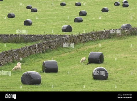 Big Bale Silage Sheep Stone Walls Lancashire Slaidburn Farm Farms