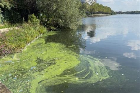 Les risques des cyanobactéries et nos chiens