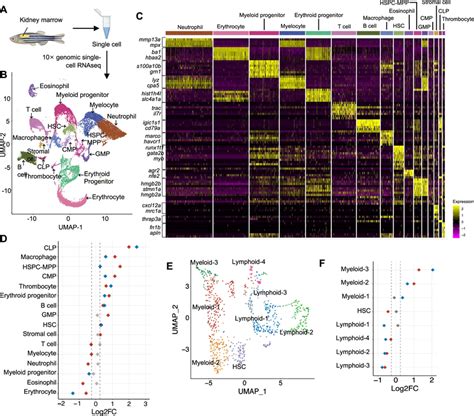 Combined Expression Flt Itd And Idh Mutations Initiated Myeloid