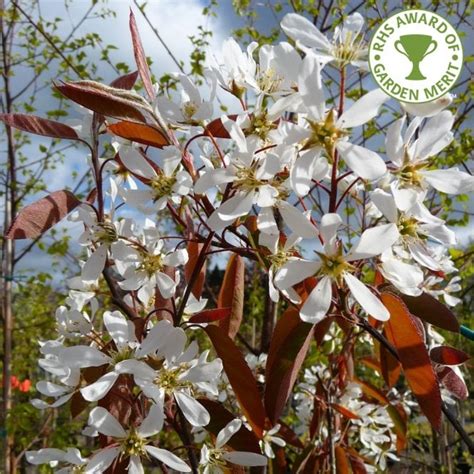 Amelanchier Lamarckii Single And Multi Stem Trees Snowy Mespilus