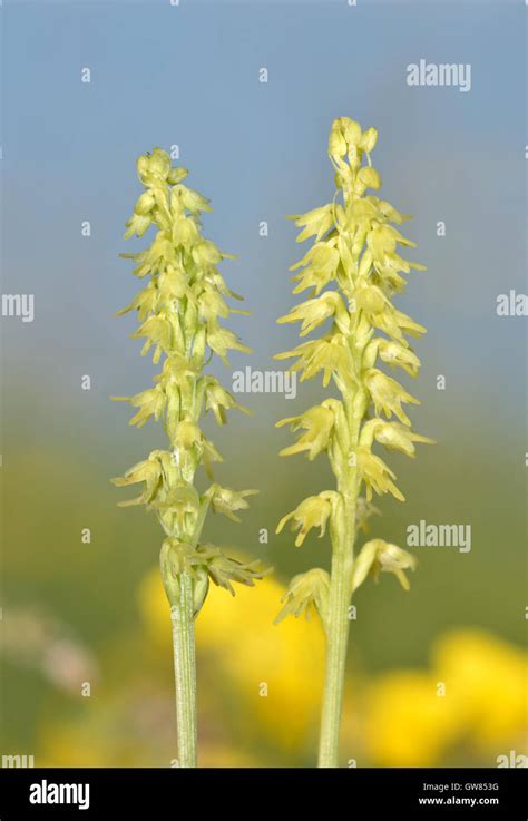 Plantas Para Suelos Secos Fotograf As E Im Genes De Alta Resoluci N