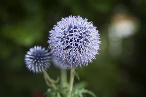 Close Up of Blue Allium Flower Growing Outside Stock Image - Image of ...