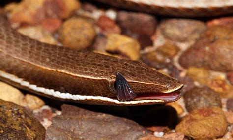 Australias Legless Geckoes Australian Geographic