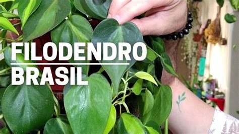 Filodendro Brasil Como Cuidar E Fazer Mudas Plants The Creator