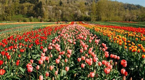 33 colourful photos that'll make you want to visit the Abbotsford Tulip ...