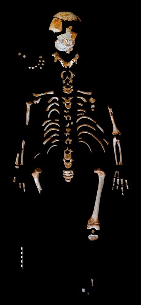 La reconstrucción del esqueleto de un niño neandertal protagoniza una