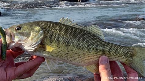 What Is The Texas State Fish Its The Guadalupe Bass