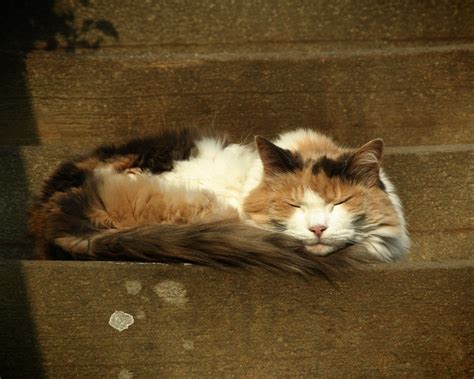 Mammary Tumours in Cats - Vet Help Direct
