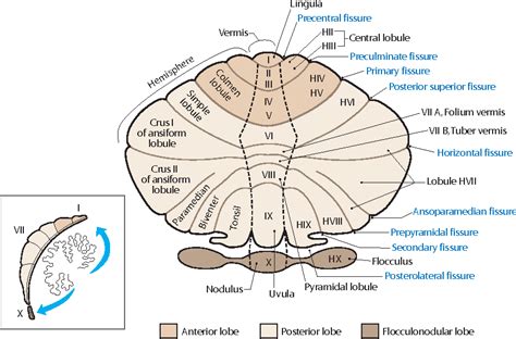 Figure 1 from Nonmotor Functions of the Cerebellum: An Introduction | Semantic Scholar