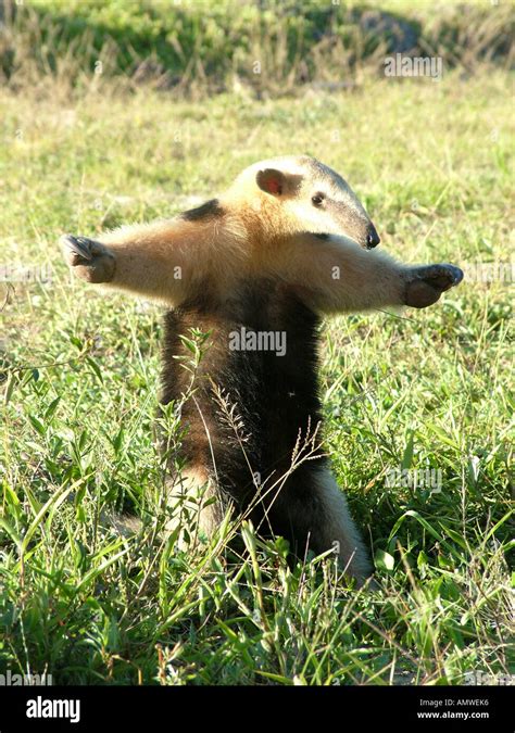 Pequeño Oso Hormiguero Tamandua Tetradactyla Defendiendo Gran Chaco