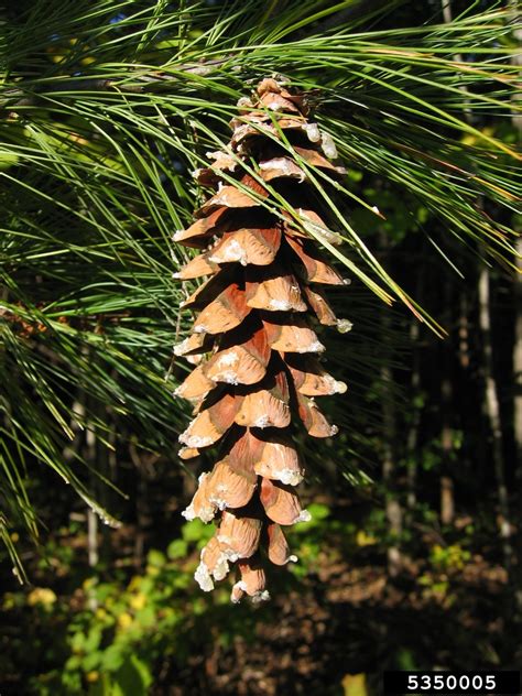 Eastern White Pine Pinus Strobus L